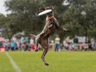 Bark in the Park